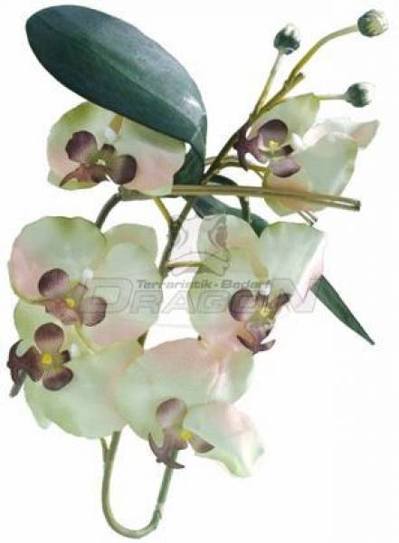 Orchideenzweig mit Blüten creme-weiß ca. 80 cm